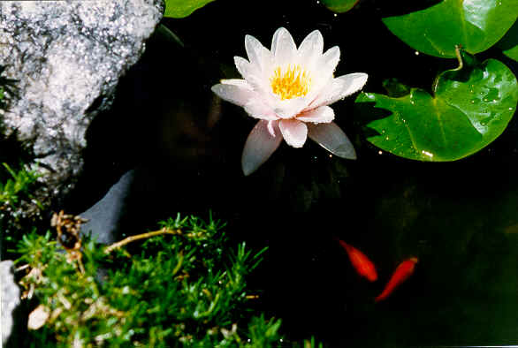 RING98 waterlilly & fish.tif (692856 bytes)